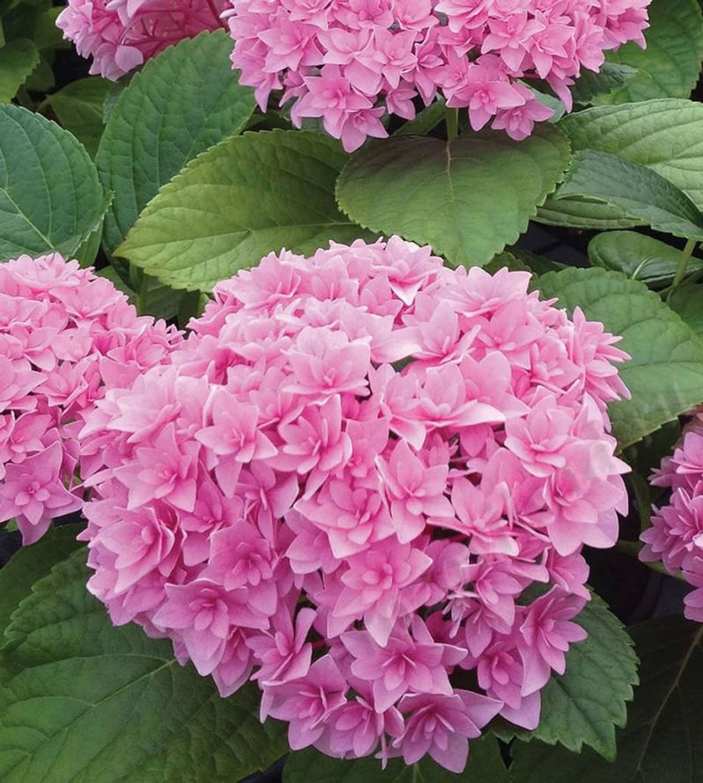 Дабл Пинк Лав (Double Pink Love») р12 Европа весна 2026 г.