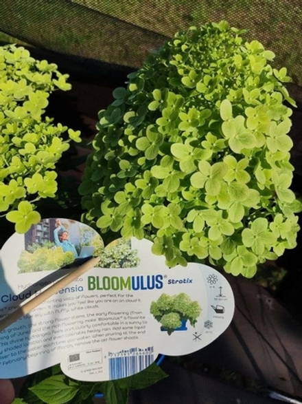 Стратикс (Bloomulus Stratix ) Серия "Облака" гортензия метельчатая Р9