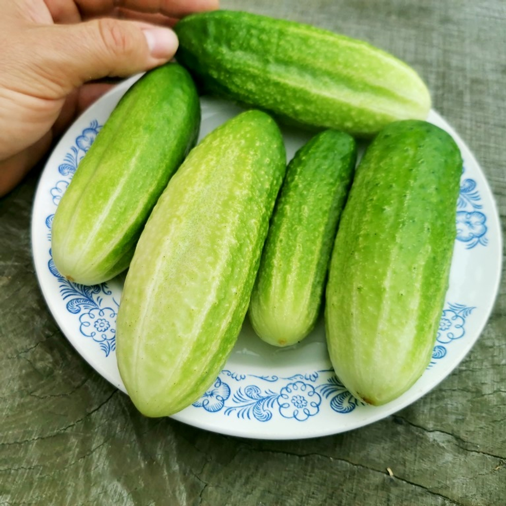 Огурцы Старые Немецкие