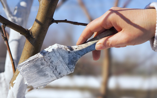 Ревизия сада после зимы