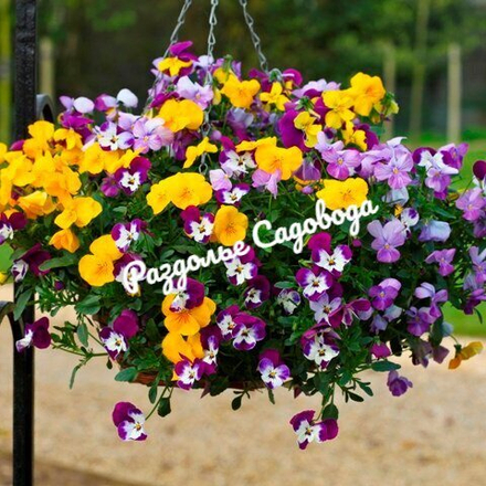 Виола ампельная