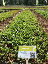 ЧАРЛИ F1 семена свеклы (Rijk Zwaan | Alexagro)