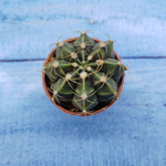 Gymnocalycium Friedrichii (Гимнокалициум)