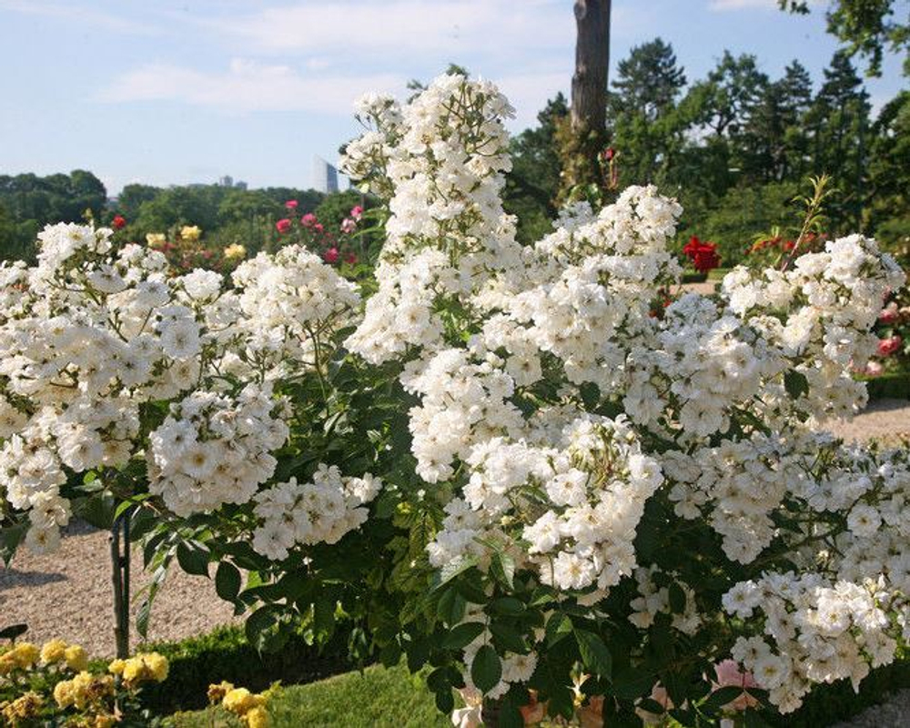 Роза Гирлянд де Амур С7 Закупка М57 июнь 2026