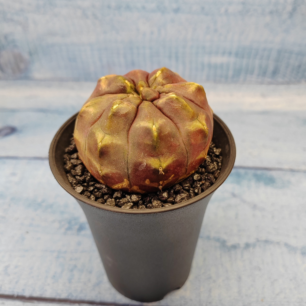 Gymnocalycium Daydream (Гимнокалициум)