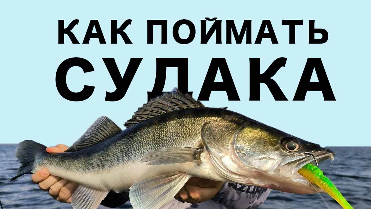 Как точно поймать судака. Полная инструкция по ловле на спиннинг