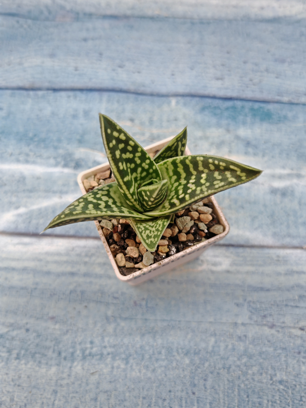 Gasteraloe Aveo (Гастерлоэ)