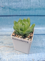 Haworthia Cymbiformis (Хавортия Ладьевидная)