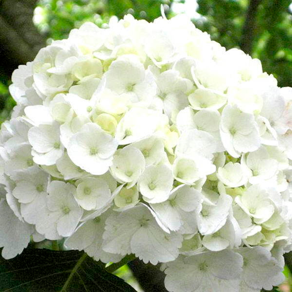 «Шнеебол» (Hydrangea macrophylla «Schneeboll») август 2025 г.