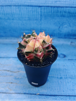 Gymnocalycium Variegata (Гимнокалициум Вариегатный)