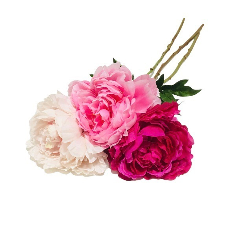 Пион распустившийся