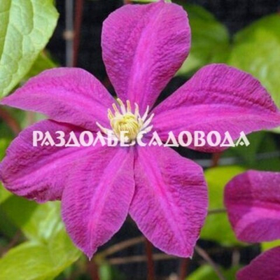 Клематис Криспина