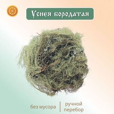 Уснея бородатая (лишайник)