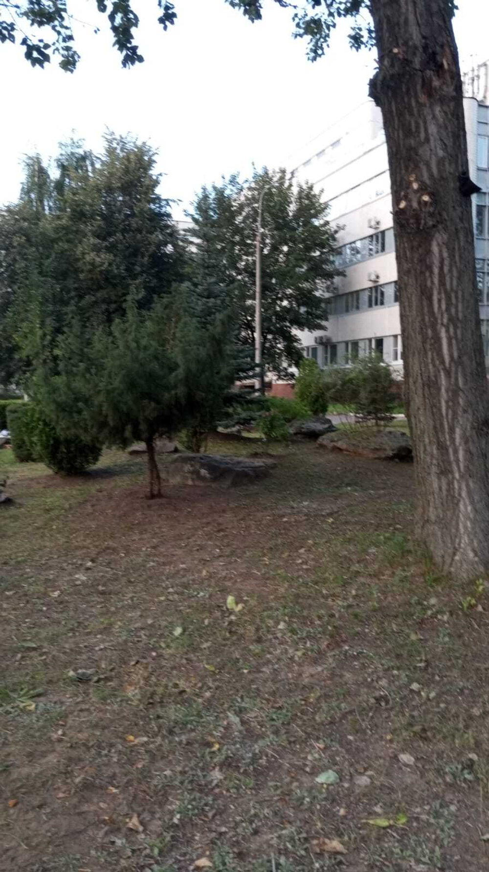 Бонсай стрижка деревьев и кустарников