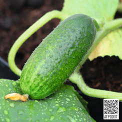Алпака F1 семена огурца партенокарпического (Bejo / Бейо)