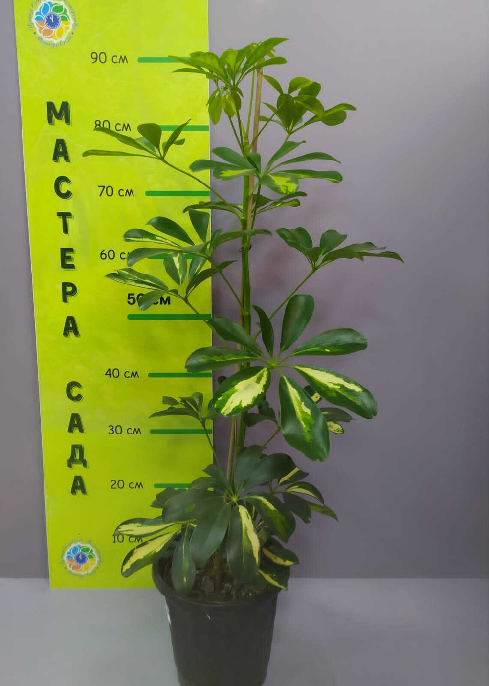 Шеффлера