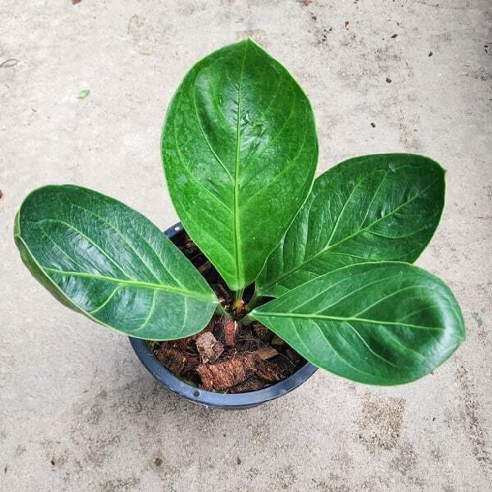 Антуриум JENMANI CURLY LEAF