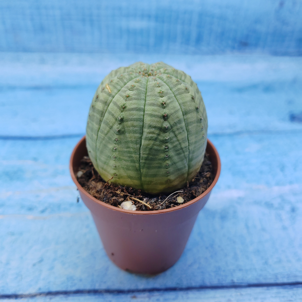 Euphorbia Obesa (Эуфорбия)