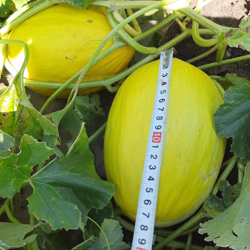 Санора F1 семена дыни ( Yuksel Tohum / )