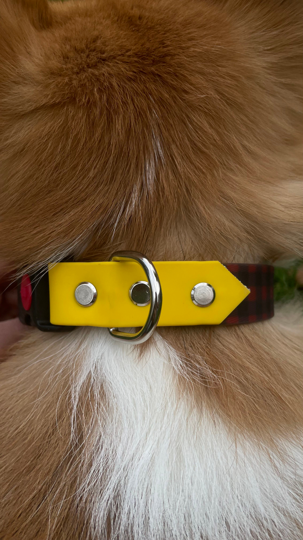 Ошейник для собак из биотана , 25 мм , 35-55 см . Клетка и салатовый