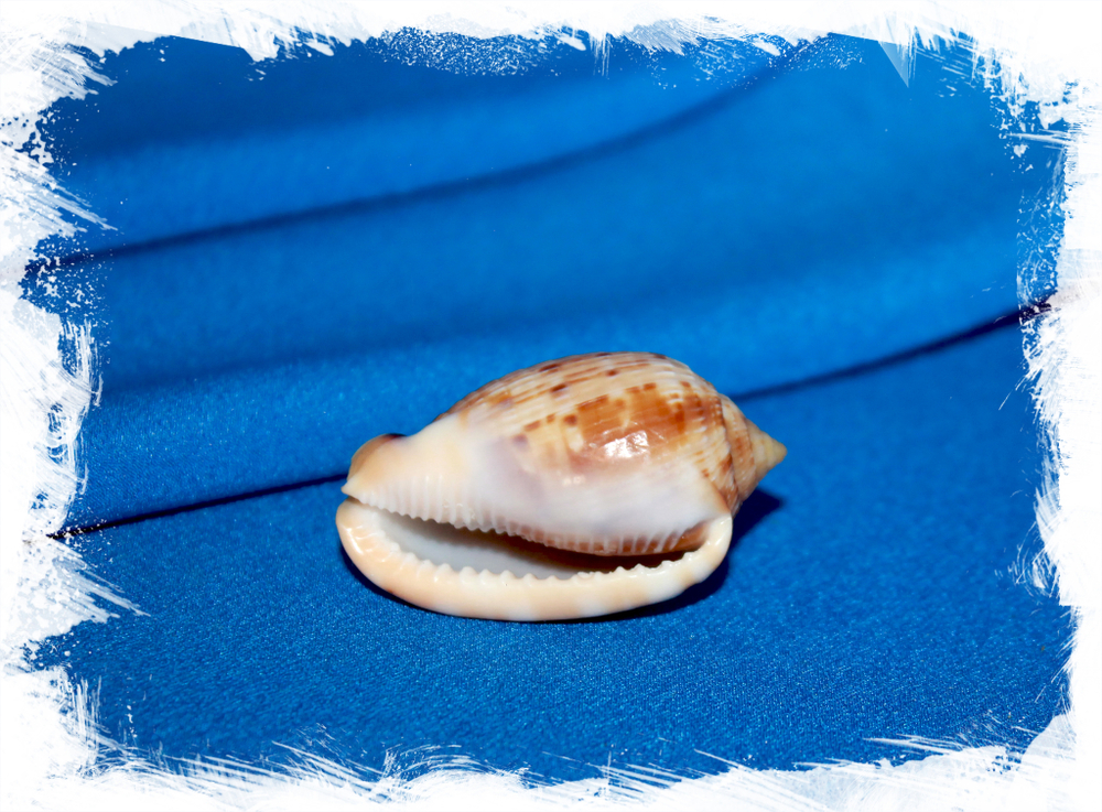 Ципрекассис тестикулус (Cypraecassis testiculus) 1шт. 3-4см.