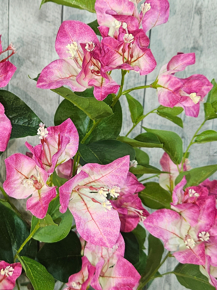 Бугенвиллия растение 70см лиловая в кашпо