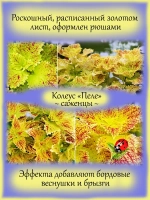 Колеус Пеле