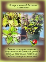 Колеус Золотой Анемон