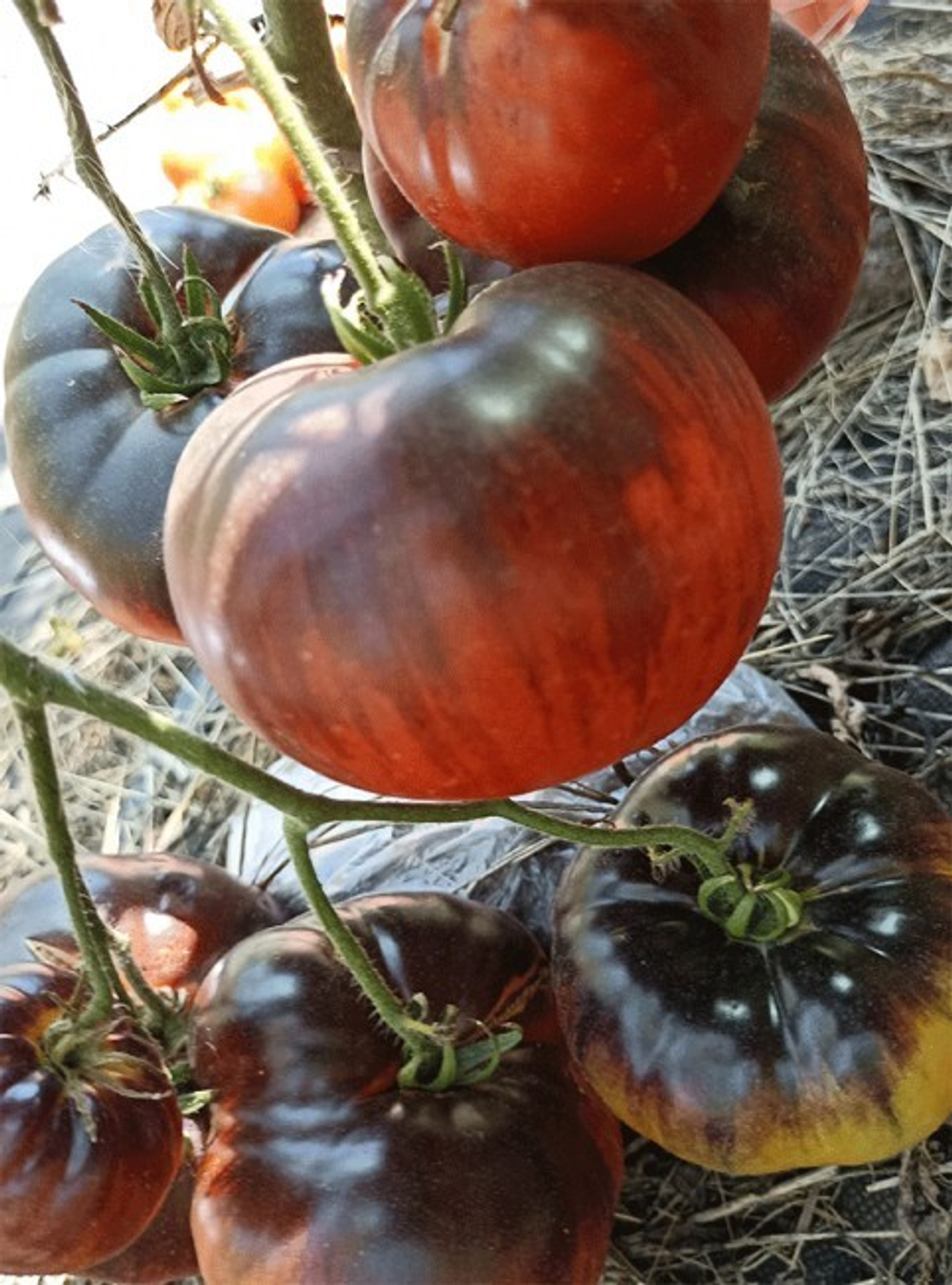 Марманде синий Marmande Blue