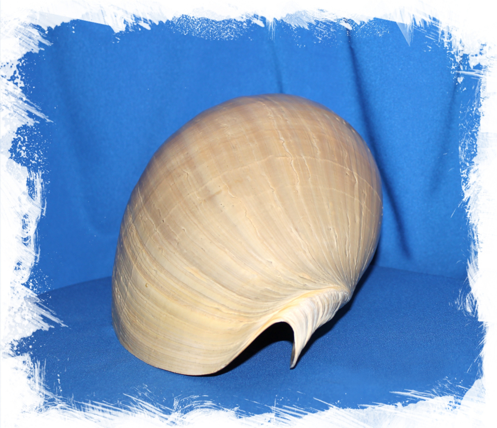 Мело Амфора, 23-26см, 1шт