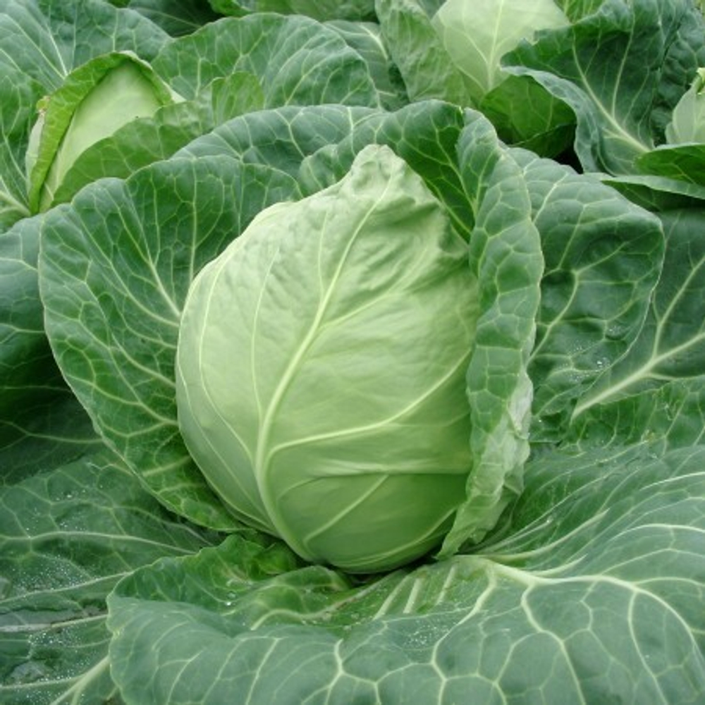Райма F1 семена капусты белокочанной (Rijk Zwaan / Райк Цваан)