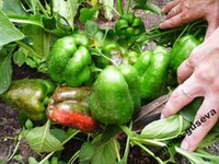 Сладкий Перец — Урожайный Гусева