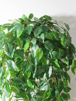 Искусственное дерево Фикус зеленый 150см в высоком коричневом кашпо ротанг