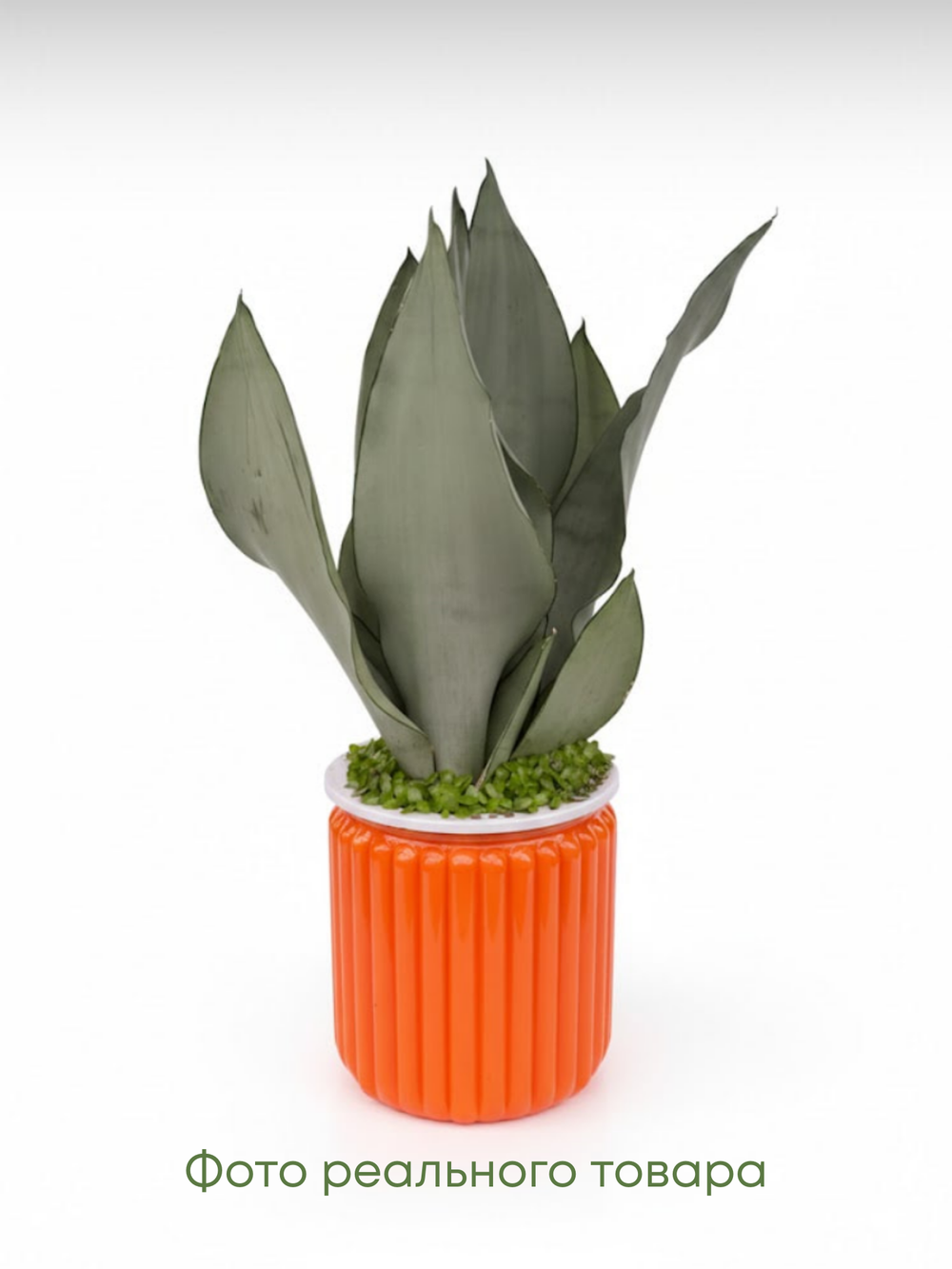 Сансевиерия Mini Forest д.12