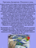 Горечавка Динарская