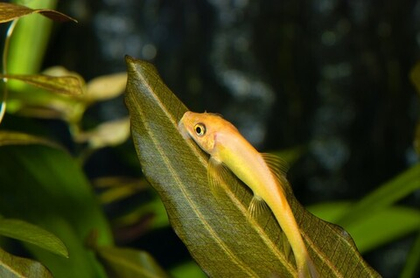 Гиринохейлус золотой