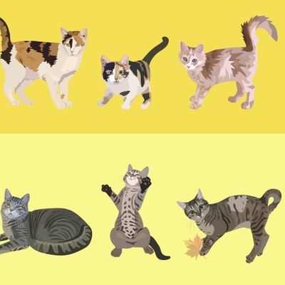 Солнечные коты