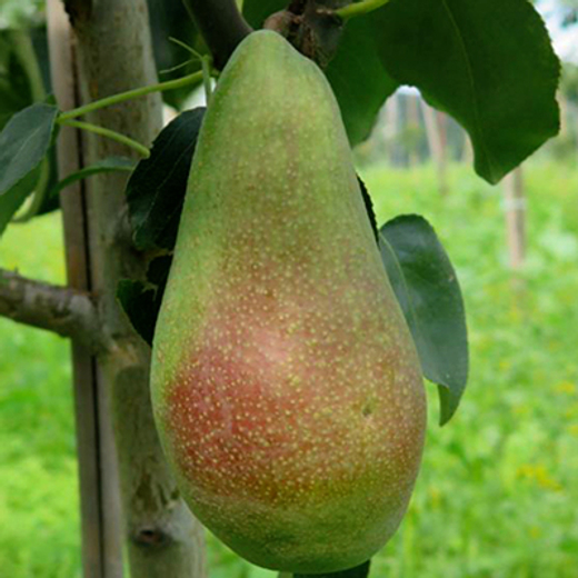 Груша Яковлевская С5 Закупка М69 июнь 2026