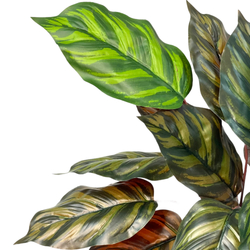 Калатея Макояна Бордо 45 см