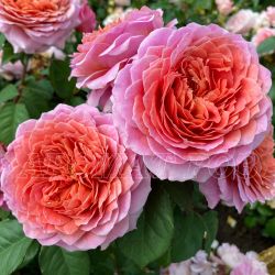 Айсфогель (Eisvogel)