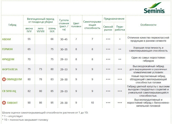 АБЕНИ F1 семена капусты цветной Seminis отзывы – фото 3