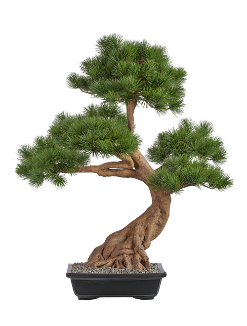 Бонсай Сосна Японская белая Негиши в керамическом кашпо