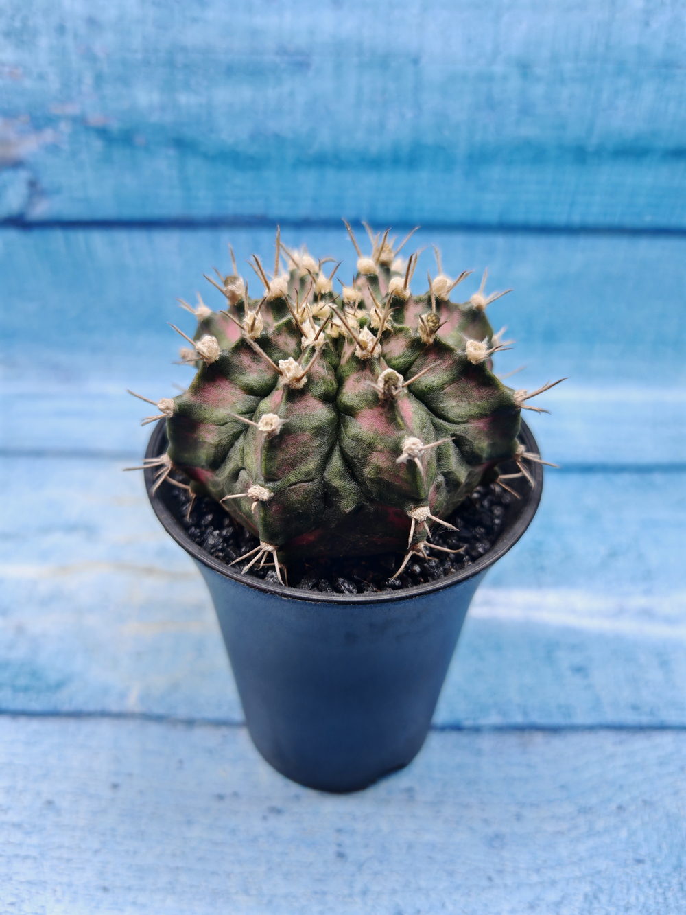 Gymnocalycium T-Rex Pink hybride (Гимнокалициум T-rex)