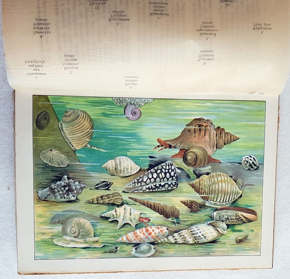 "В глубине вод". А.Шлейер. 1912г. - антикварное издание