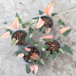 Хомаломена PINK DIAMOND