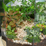 Готовый флорариум бонсай Японский вяз Бонсариум XL