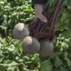 БИКОРЕС семена свеклы (Bejo | Alexagro)