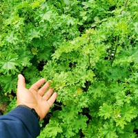 Донг Куй Цзы - 冬葵 - Древняя Салатная Кудрявая Китайская Мальва