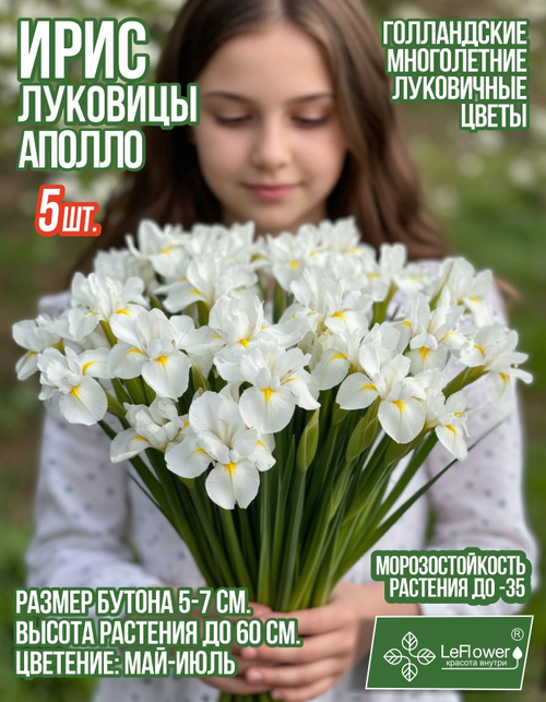 Ирис луковицы 5шт., Аполло