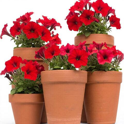 Петуния мелкоцветковая Карлик F1 Красная 25шт